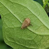 Attēlu rezultāti vaicājumam “Philaenus spumarius”