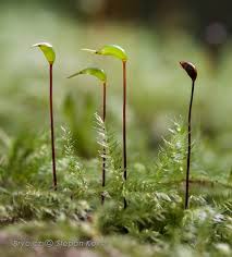 Attēlu rezultāti vaicājumam “Brachythecium salebrosum sporophyte”