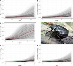 Attēlu rezultāti vaicājumam “Osmoderma barnabita imago”