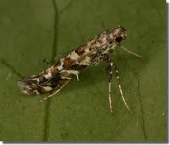 Attēlu rezultāti vaicājumam “Gracillaria syringella imago”