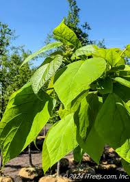 Attēlu rezultāti vaicājumam “Catalpa ovata leaf”