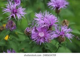 Attēlu rezultāti vaicājumam “Centaurea phrygia flower”
