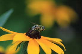 Attēlu rezultāti vaicājumam “Rudbeckia hirta var. pulcherrima”