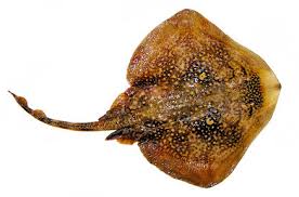 Image result for Raja radula