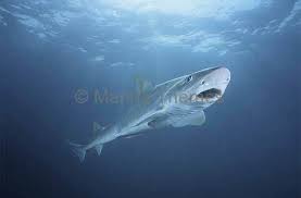 Image result for Mustelus antarcticus