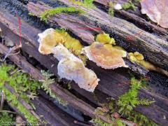 Attēlu rezultāti vaicājumam “Ruzenia spermoides”