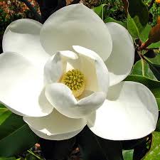 Attēlu rezultāti vaicājumam “Magnolia”