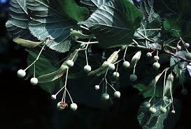 Attēlu rezultāti vaicājumam “Tilia platyphyllos subsp. cordifolia”