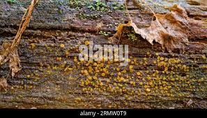 Attēlu rezultāti vaicājumam “Orbilia sp.”