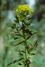 Attēlu rezultāti vaicājumam “Euphorbia palustris flower”