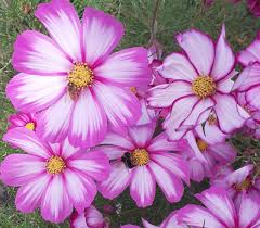 Image result for Cosmos bipinnatus