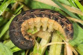 Attēlu rezultāti vaicājumam “Noctua fimbriata larva”