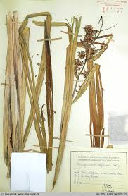 Attēlu rezultāti vaicājumam “Sparganium neglectum”