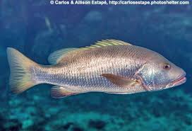 Image result for Lutjanus novemfasciatus