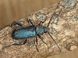 Attēlu rezultāti vaicājumam “Callidium violaceum”