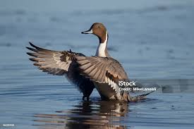 Image result for Anas acuta