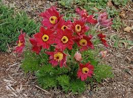 Attēlu rezultāti vaicājumam “Pulsatilla”