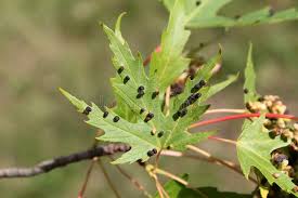 Attēlu rezultāti vaicājumam “Vasates quadripedes”