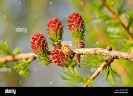 Attēlu rezultāti vaicājumam “Larix decidua flower”