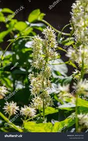 Attēlu rezultāti vaicājumam “Echinocystis lobata flower”