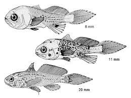 Image result for Menticirrhus americanus