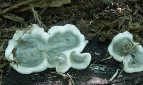 Attēlu rezultāti vaicājumam “Kretzschmaria deusta”