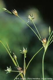 Attēlu rezultāti vaicājumam “Juncus conglomeratus fruit”