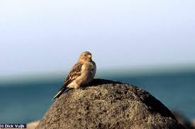 Attēlu rezultāti vaicājumam “Plectrophenax nivalis adult”