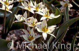 Attēlu rezultāti vaicājumam “Tulipa sylvestris”