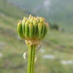 Attēlu rezultāti vaicājumam “Trollius europaeus fruit”