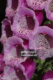 Image result for Fingerhut rot