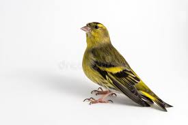 Attēlu rezultāti vaicājumam “Carduelis spinus male”