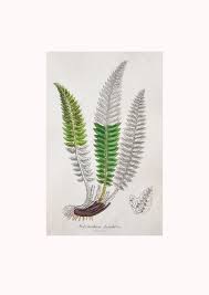 Attēlu rezultāti vaicājumam “Polystichum lonchitis”