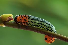 Attēlu rezultāti vaicājumam “Nematus salicis larva”