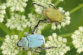 Attēlu rezultāti vaicājumam “Hoplia parvula”