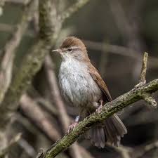 Image result for Cettia cetti