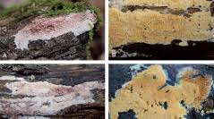 Attēlu rezultāti vaicājumam “Ceriporia purpurea”