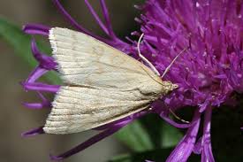 Attēlu rezultāti vaicājumam “Udea lutealis”