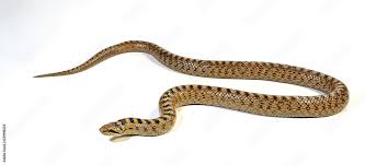 Attēlu rezultāti vaicājumam “Coronella austriaca”