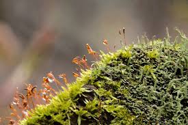 Attēlu rezultāti vaicājumam “Cladonia ochrochlora”