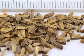 Attēlu rezultāti vaicājumam “Dipsacus fullonum fruit”