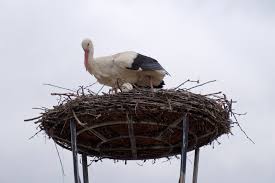 Attēlu rezultāti vaicājumam “Ciconia ciconia nest”
