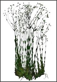 Attēlu rezultāti vaicājumam “Linum catharticum flower”