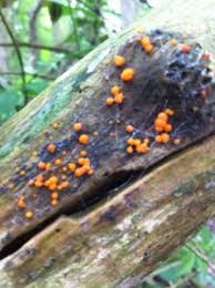 Attēlu rezultāti vaicājumam “Nectria peziza”