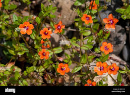 Image result for Anagallis arvensis