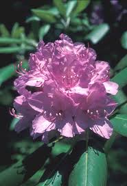Attēlu rezultāti vaicājumam “Rhododendron catawbiense flower”