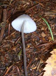Attēlu rezultāti vaicājumam “Mycena filopes”
