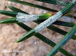 Attēlu rezultāti vaicājumam “Fellhanera subtilis”