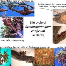 Attēlu rezultāti vaicājumam “Gymnosporangium sp.”