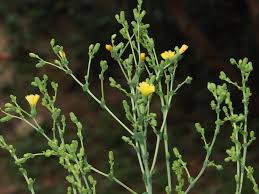 Attēlu rezultāti vaicājumam “Lactuca sativa flower”